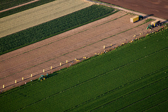 Vue aérienne de Récolte de machines agricoles lourdes - moissonneuses-batteuses et véhicules de récolte sur les champs agricoles à le quartier Böhl in Böhl-Iggelheim dans le département Rhénanie-Palatinat, Allemagne
