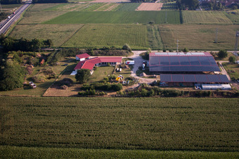 Vue aérienne de Ferme avicole Aussiedlerhof à Erlenbach bei Kandel dans le département Rhénanie-Palatinat, Allemagne