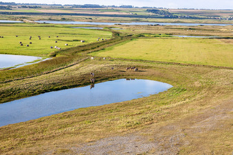 Vue aérienne de Pâturages derrière la digue à Woignarue dans le département Somme, France
