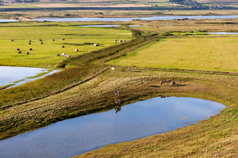 Vue aérienne de Pâturages derrière la digue à Woignarue dans le département Somme, France