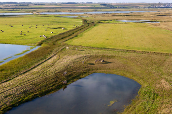 Photographie aérienne de Pâturages derrière la digue à Woignarue dans le département Somme, France