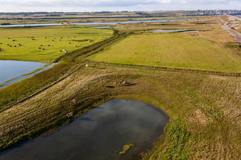 Vue oblique de Pâturages derrière la digue à Woignarue dans le département Somme, France
