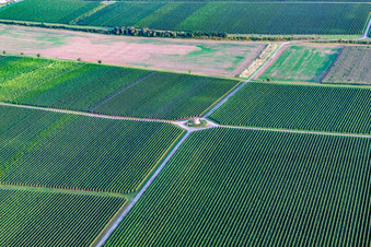 Vue oblique de La tour du vigneron Houschder à le quartier Niederhochstadt in Hochstadt dans le département Rhénanie-Palatinat, Allemagne