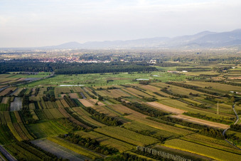 Vue aérienne de Parcours de golf vu du sud à le quartier Urloffen in Appenweier dans le département Bade-Wurtemberg, Allemagne