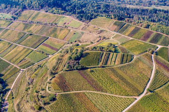 Vue aérienne de Vignoble de Kastanienbusch « Keschdebusch » à Birkweiler dans le département Rhénanie-Palatinat, Allemagne