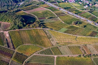 Photographie aérienne de Vignoble de Kastanienbusch « Keschdebusch » à Birkweiler dans le département Rhénanie-Palatinat, Allemagne
