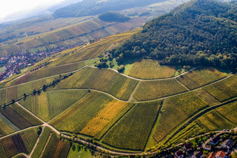 Vue oblique de Vignoble de Kastanienbusch « Keschdebusch » à Birkweiler dans le département Rhénanie-Palatinat, Allemagne