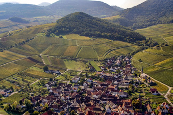 Vue aérienne de Vignoble de Kastanienbusch à Birkweiler dans le département Rhénanie-Palatinat, Allemagne