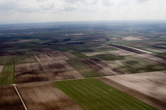 Photographie aérienne de Champs entre Insheim et Herxheim à Offenbach an der Queich dans le département Rhénanie-Palatinat, Allemagne