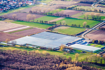 Vue aérienne de Jeunes plants de Rudolf Sinn à le quartier Niederlustadt in Lustadt dans le département Rhénanie-Palatinat, Allemagne