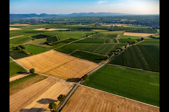 Vue aérienne de Champs et vignobles autour de Billigheim à le quartier Ingenheim in Billigheim-Ingenheim dans le département Rhénanie-Palatinat, Allemagne
