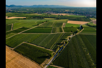 Vue aérienne de Champs et vignobles autour de Billigheim à le quartier Ingenheim in Billigheim-Ingenheim dans le département Rhénanie-Palatinat, Allemagne