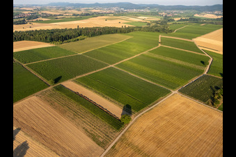 Photographie aérienne de Champs et vignobles autour de Billigheim à le quartier Ingenheim in Billigheim-Ingenheim dans le département Rhénanie-Palatinat, Allemagne