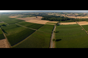 Vue aérienne de Champs et vignobles entre Barbelroth et Winden à Barbelroth dans le département Rhénanie-Palatinat, Allemagne