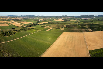 Vue aérienne de Champs et vignobles dans le Horbachtal à Niederhorbach dans le département Rhénanie-Palatinat, Allemagne