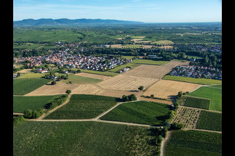 Vue oblique de Du sud à le quartier Ingenheim in Billigheim-Ingenheim dans le département Rhénanie-Palatinat, Allemagne