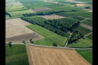 Vue aérienne de Vignes et buissons à le quartier Mühlhofen in Billigheim-Ingenheim dans le département Rhénanie-Palatinat, Allemagne
