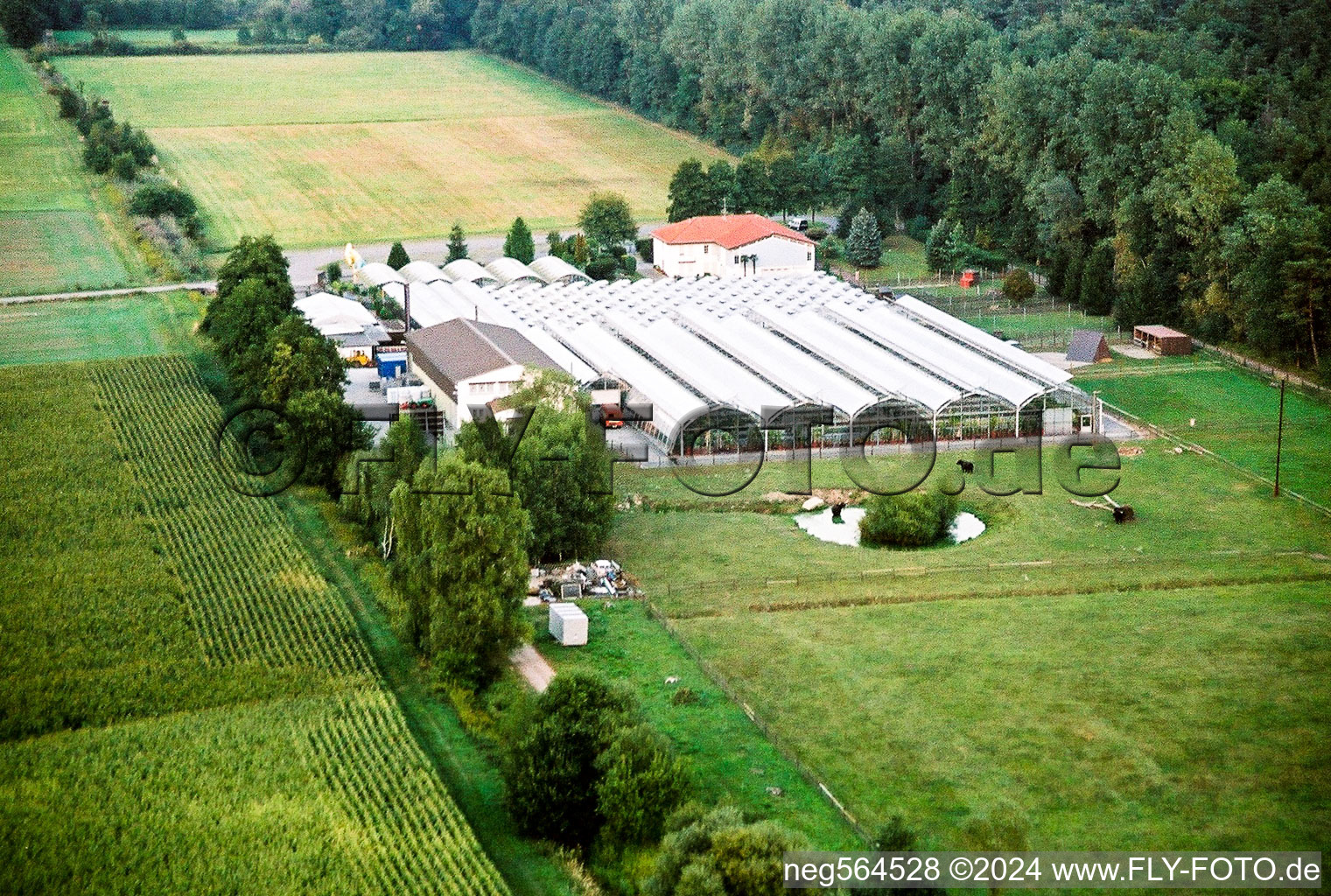 Vue aérienne de Nursery à Freckenfeld dans le département Rhénanie-Palatinat, Allemagne