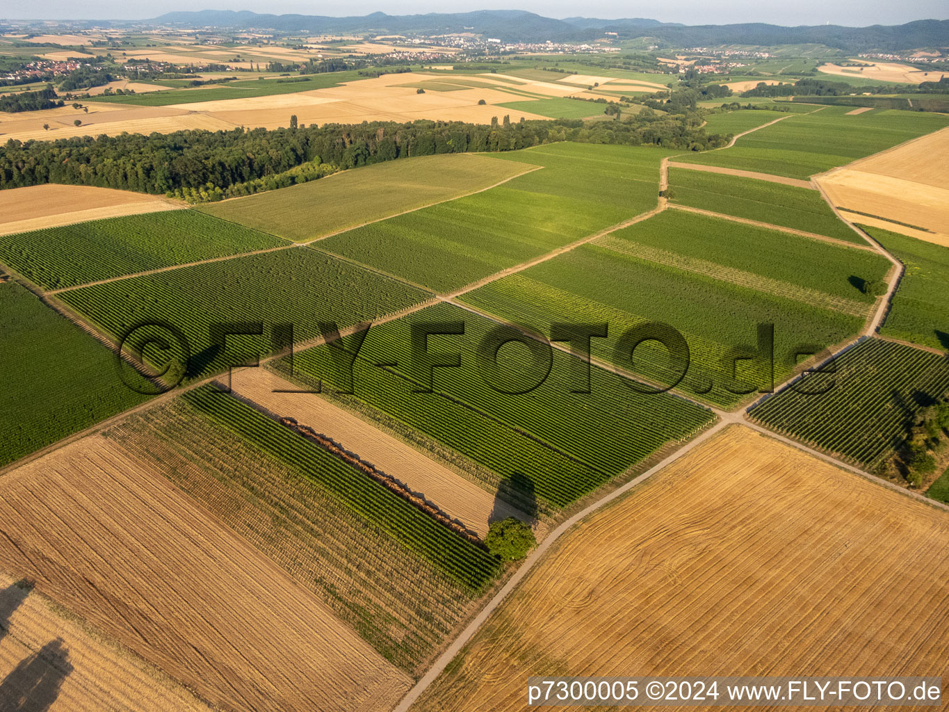 Photographie aérienne de Champs et vignobles autour de Billigheim à le quartier Ingenheim in Billigheim-Ingenheim dans le département Rhénanie-Palatinat, Allemagne