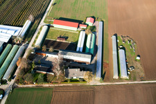 Vue aérienne de Ferme fruitière et maraîchère Zapf à Kandel dans le département Rhénanie-Palatinat, Allemagne