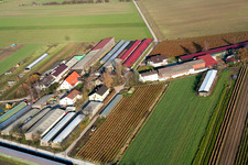 Vue aérienne de Ohmer Aussiedlerhof à Rheinzabern dans le département Rhénanie-Palatinat, Allemagne