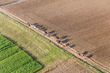 Vue aérienne de Groupe de cavaliers sur un chemin de campagne à Wintzenbach à Mothern dans le département Bas Rhin, France
