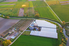 Vue aérienne de Entreprise horticole au Wattenheimer Brück à Weschnnitzbogen à Lorsch dans le département Hesse, Allemagne