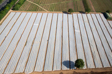 Vue aérienne de Rangées de culture d'asperges dans les champs du quartier de Königsbach à Ruppertsberg dans le département Rhénanie-Palatinat, Allemagne