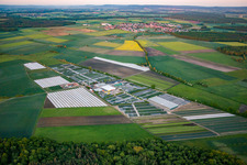 Vue aérienne de Rangées colorées de plates-bandes dans un champ de culture de fleurs de la pépinière Dieter Denzer à Gochsheim dans le département Bavière, Allemagne