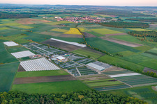 Vue aérienne de Rangées colorées de plates-bandes dans un champ de culture de fleurs de la pépinière Dieter Denzer à Gochsheim dans le département Bavière, Allemagne