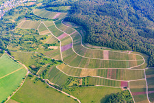 Photographie aérienne de Paysage viticole "Wilder Fritz" sur le Diefenbacher Mettenberg et le sentier des amandiers en fleurs Diefenbach à le quartier Diefenbach in Sternenfels dans le département Bade-Wurtemberg, Allemagne