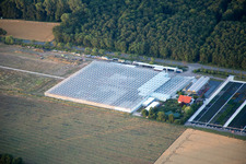 Vue aérienne de Serres de géraniums Endisch à le quartier Dreihof in Essingen dans le département Rhénanie-Palatinat, Allemagne