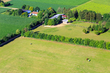Paddock de Trakehner-Friedrich à Minfeld dans le département Rhénanie-Palatinat, Allemagne hors des airs