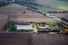 Vue aérienne de Ferme d'œufs à Erlenbach bei Kandel dans le département Rhénanie-Palatinat, Allemagne