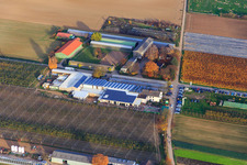 Marché fermier de Zapf à Kandel dans le département Rhénanie-Palatinat, Allemagne depuis l'avion