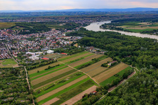 Vue aérienne de École polyvalente intégrée An den Rheinauen à Oppenheim dans le département Rhénanie-Palatinat, Allemagne