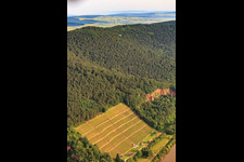 Vignobles et carrières de grès varié près de Bürgstadt au-dessus du Main à Bürgstadt dans le département Bavière, Allemagne