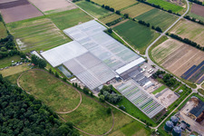 Vue aérienne de Toits en verre dans les rangées de serres pour la culture de légumes de Rudolf Sinn Jungpflanzen GmbH & Co. KG à le quartier Niederlustadt in Lustadt dans le département Rhénanie-Palatinat, Allemagne