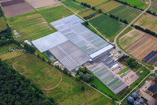 Vue aérienne de Serres de Rudolf Sinn Jungpflanzen GmbH & Co. KG à le quartier Niederlustadt in Lustadt dans le département Rhénanie-Palatinat, Allemagne