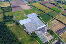 Vue aérienne de Serres de Rudolf Sinn Jungpflanzen GmbH & Co. KG à le quartier Niederlustadt in Lustadt dans le département Rhénanie-Palatinat, Allemagne