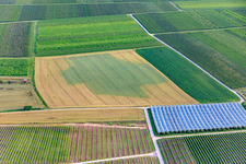 Vue aérienne de Décoloration liée à la sécheresse dans un champ de céréales à Impflingen dans le département Rhénanie-Palatinat, Allemagne