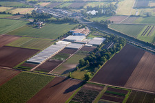 Vue aérienne de Enza Zaden Allemagne GmbH à le quartier Dannstadt in Dannstadt-Schauernheim dans le département Rhénanie-Palatinat, Allemagne