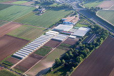 Vue aérienne de Enza Zaden Allemagne GmbH à le quartier Dannstadt in Dannstadt-Schauernheim dans le département Rhénanie-Palatinat, Allemagne