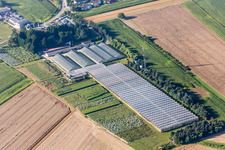 Vue aérienne de Toits en verre dans les rangées de serres pour la culture de fleurs chez Hirt Blumen GmbH à le quartier Mechtersheim in Römerberg dans le département Rhénanie-Palatinat, Allemagne