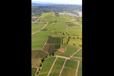 Vue aérienne de Vignobles à Bönnigheim dans le département Bade-Wurtemberg, Allemagne