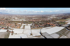 Vue aérienne de Quartier Ingenheim in Billigheim-Ingenheim dans le département Rhénanie-Palatinat, Allemagne