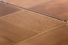 Vue aérienne de Balles de foin sur champ de chaume à le quartier Habitzheim in Otzberg dans le département Hesse, Allemagne