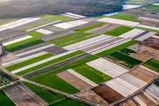 Vue oblique de Otterstadt dans le département Rhénanie-Palatinat, Allemagne