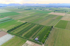 Enregistrement par drone de Plantation fruitière d'Eier-Meier à le quartier Mühlhofen in Billigheim-Ingenheim dans le département Rhénanie-Palatinat, Allemagne