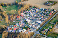 Vue aérienne de Dans la roselière à Altrip dans le département Rhénanie-Palatinat, Allemagne